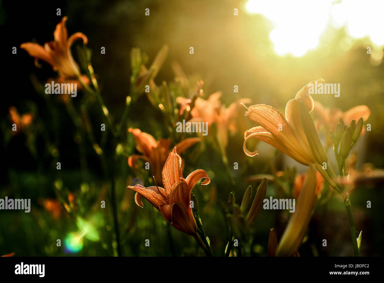 Fiery lily - tramonto Foto Stock