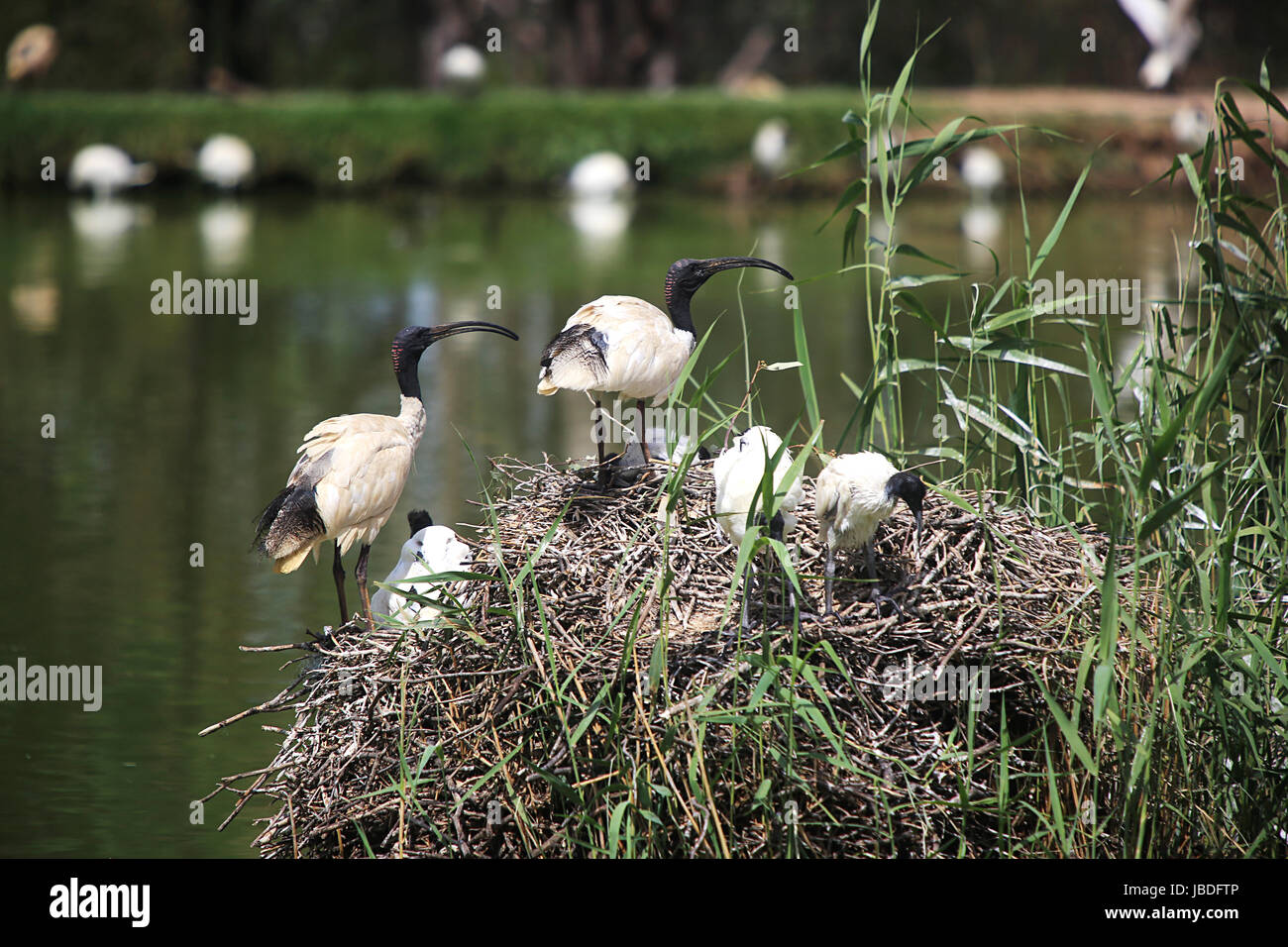 DUBBO, Australia - Gennaio 4, 2017: Bianco ibis dal Taronga Western Plains Zoo a Dubbo, Australia. Questo zoo è stato aperto a 1977 e ora hanno mo Foto Stock