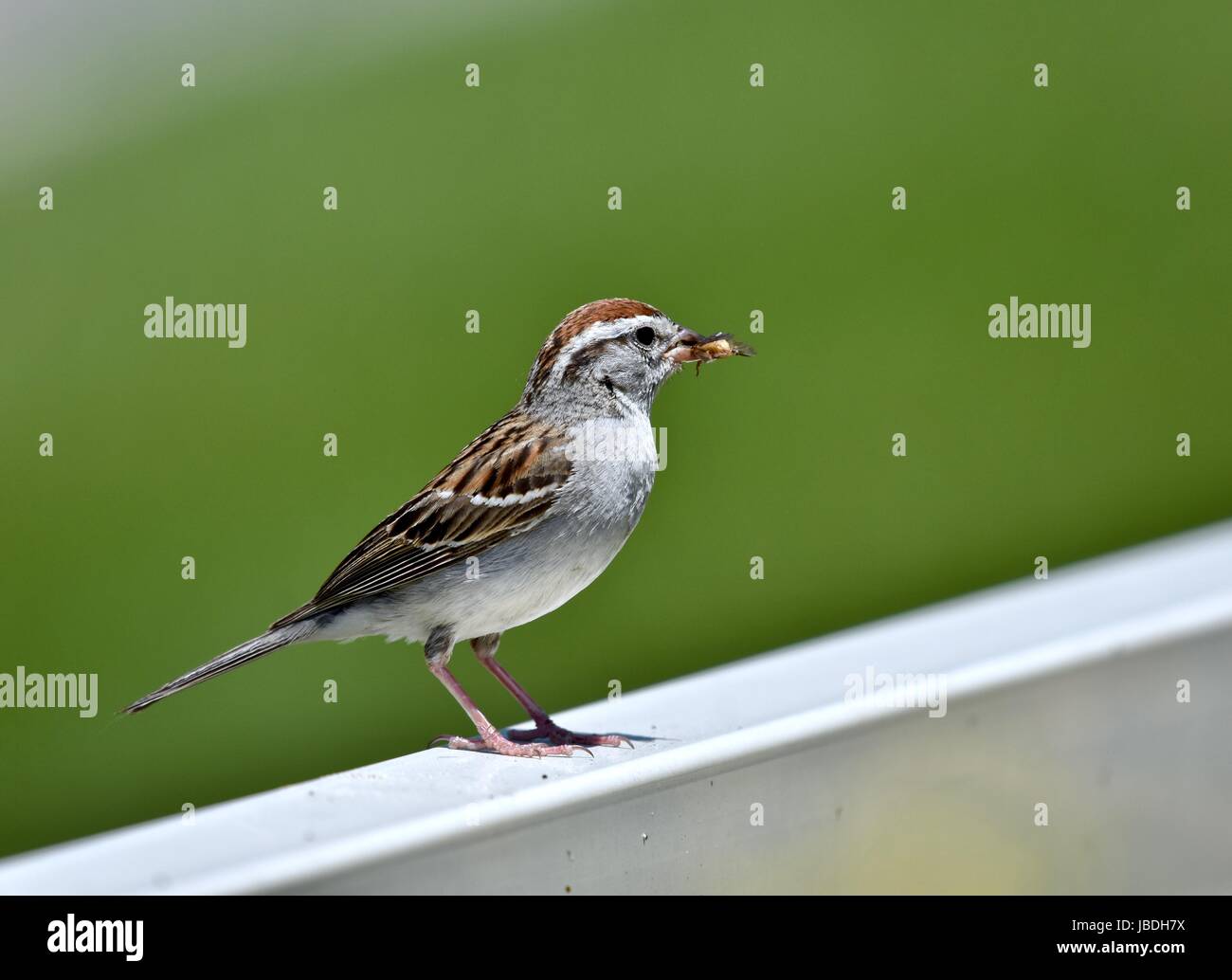 I capretti chipping sparrow (Spizella passerina) mangiando un insetto Foto Stock