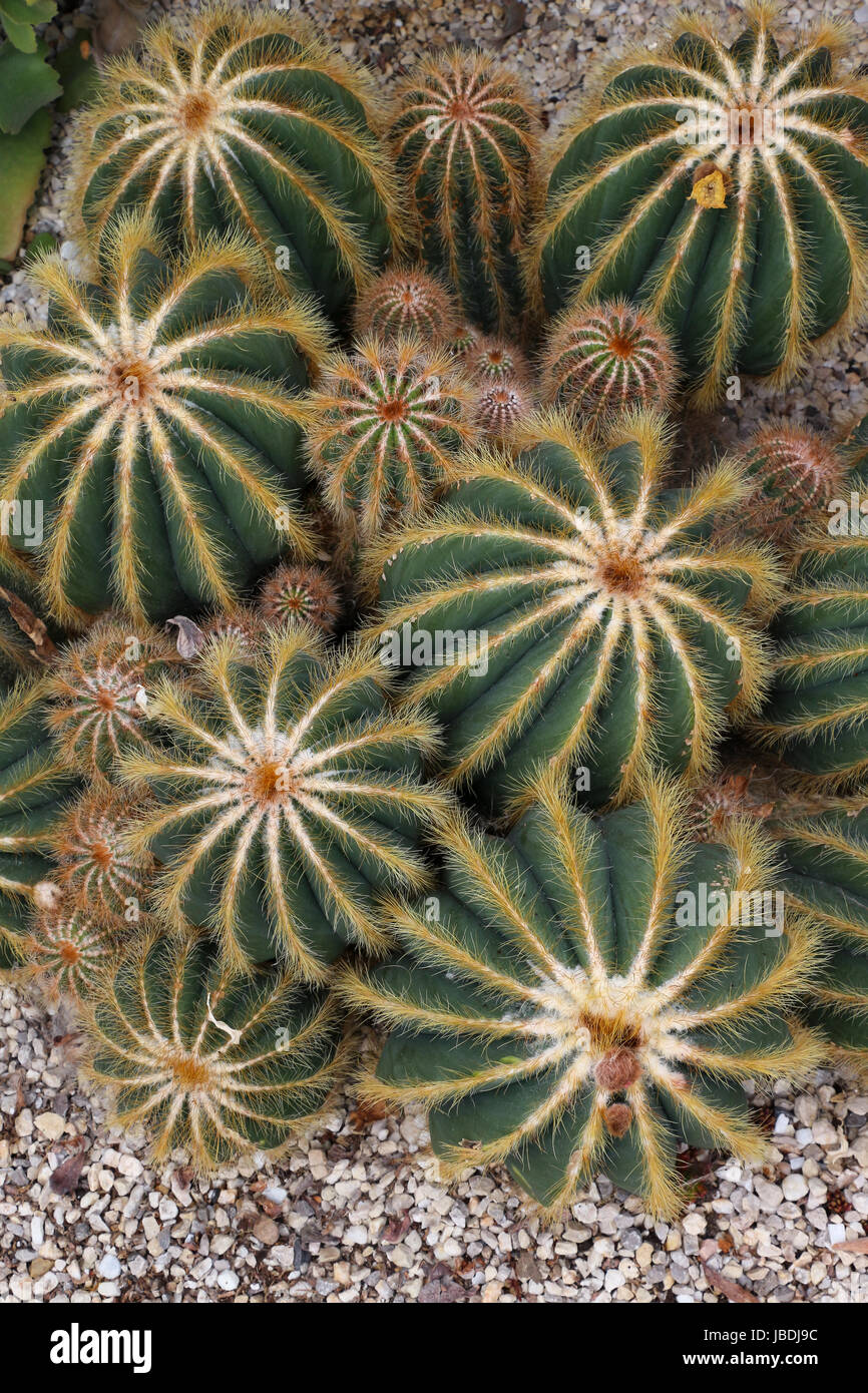 Sette grandi feathery-aguglia cactus circondato da numerose piccole 'baby' cacti in serre riscaldate di impostazione in Inverness Botanic Garden, Inverness, Scotland! Foto Stock