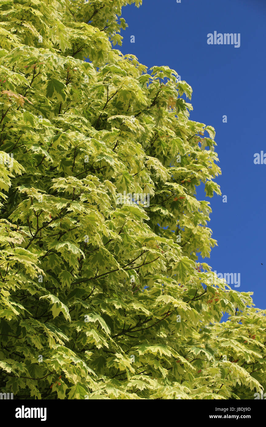 Enorme neo-leafed ornamentali in acero con variegata di verde-giallo foglie in piena luce solare con il blu del cielo; copia di spazio. Foto Stock