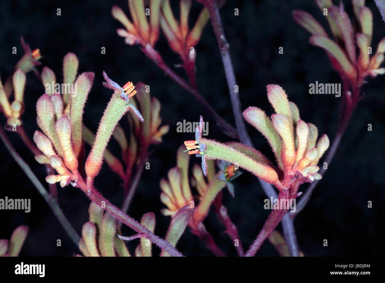 Close-up di Tall Kangaroo Paw fiori- Anigozanthos flavidus- Famiglia Haemodoraceae Foto Stock