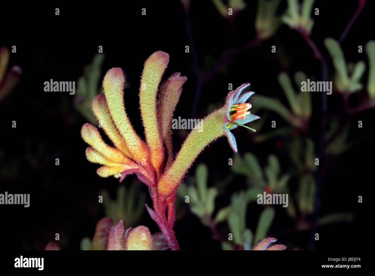Close-up di Tall Kangaroo Paw fiori- Anigozanthos flavidus- Famiglia Haemodoraceae Foto Stock