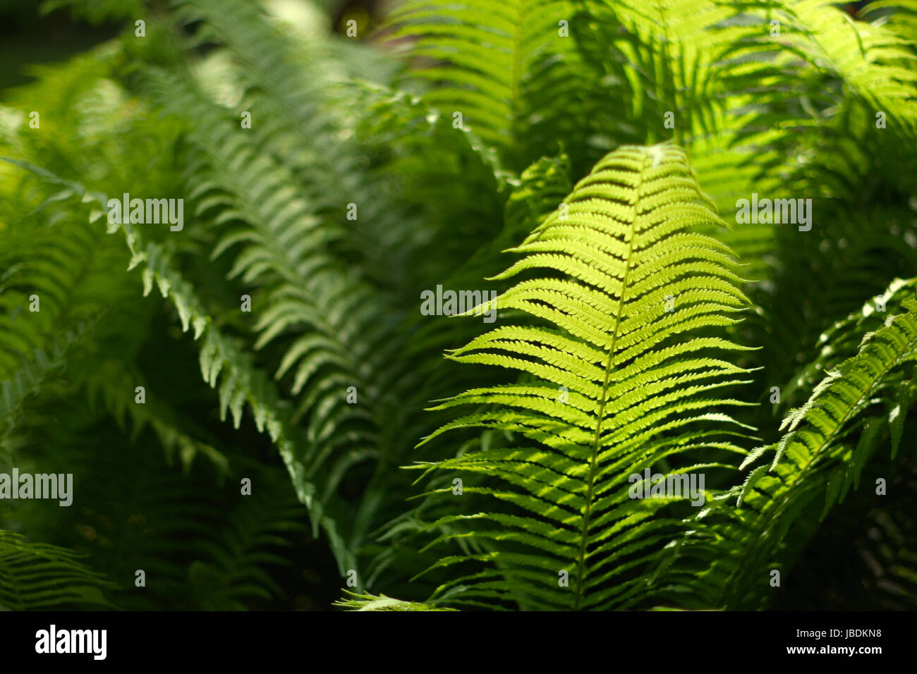 Sfocate, abstract sfondo con un delicato motivo di felce. Densa e lussureggiante vegetazione del giardino. Il colore dominante della vegetazione. Foto Stock