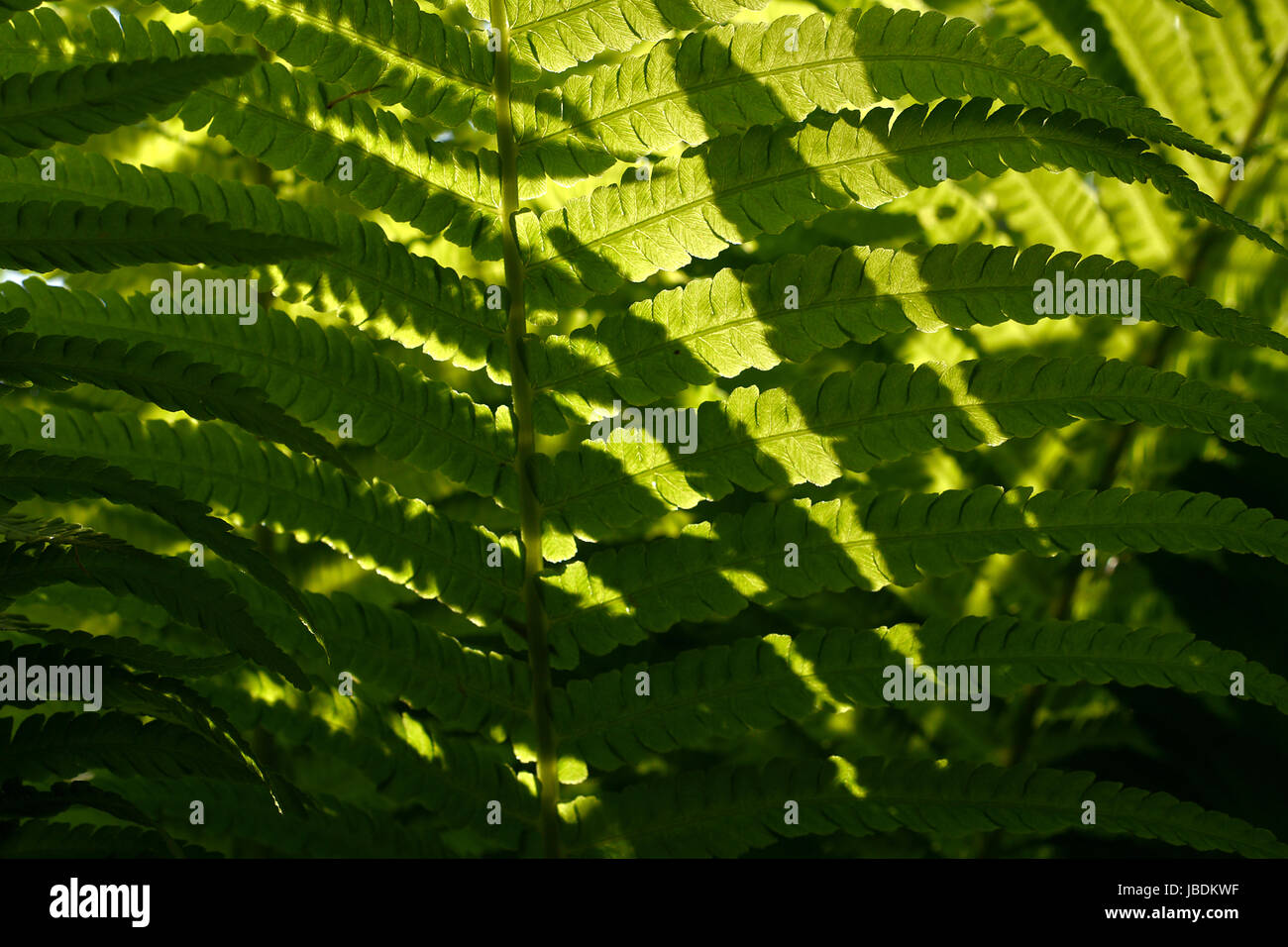 Sfocate, abstract sfondo con un delicato motivo di felce. Densa e lussureggiante vegetazione del giardino. Il colore dominante della vegetazione. Foto Stock