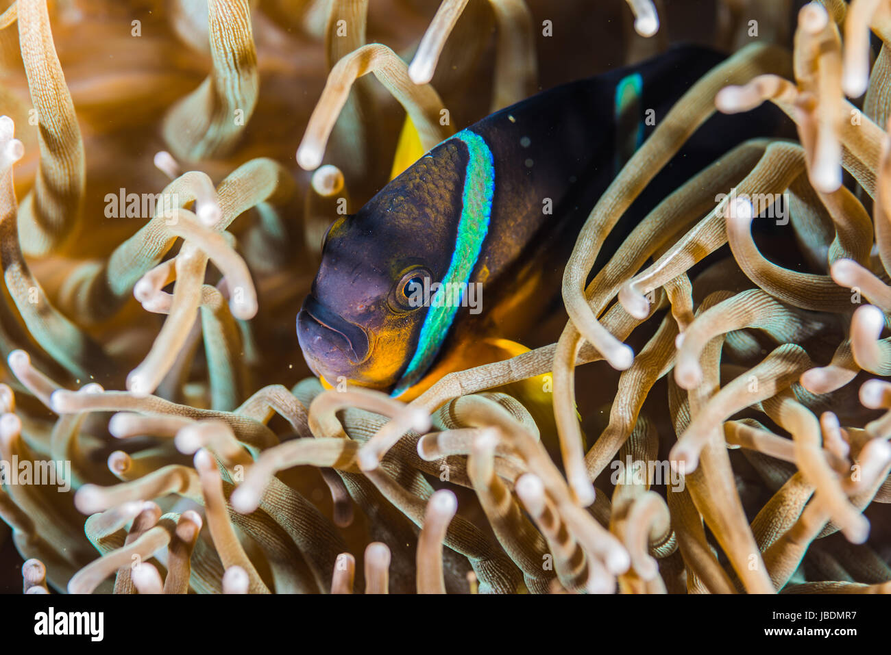 Clark anemonefish o Limanda clownfish（Amphiprion clarkii）profondità di acqua 5m Owase, Mie, Giappone Foto Stock