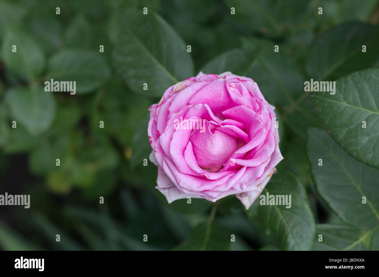Rosa rosa. Artigianato rose. Petali di rosa. Vivere Rose. Foto Stock