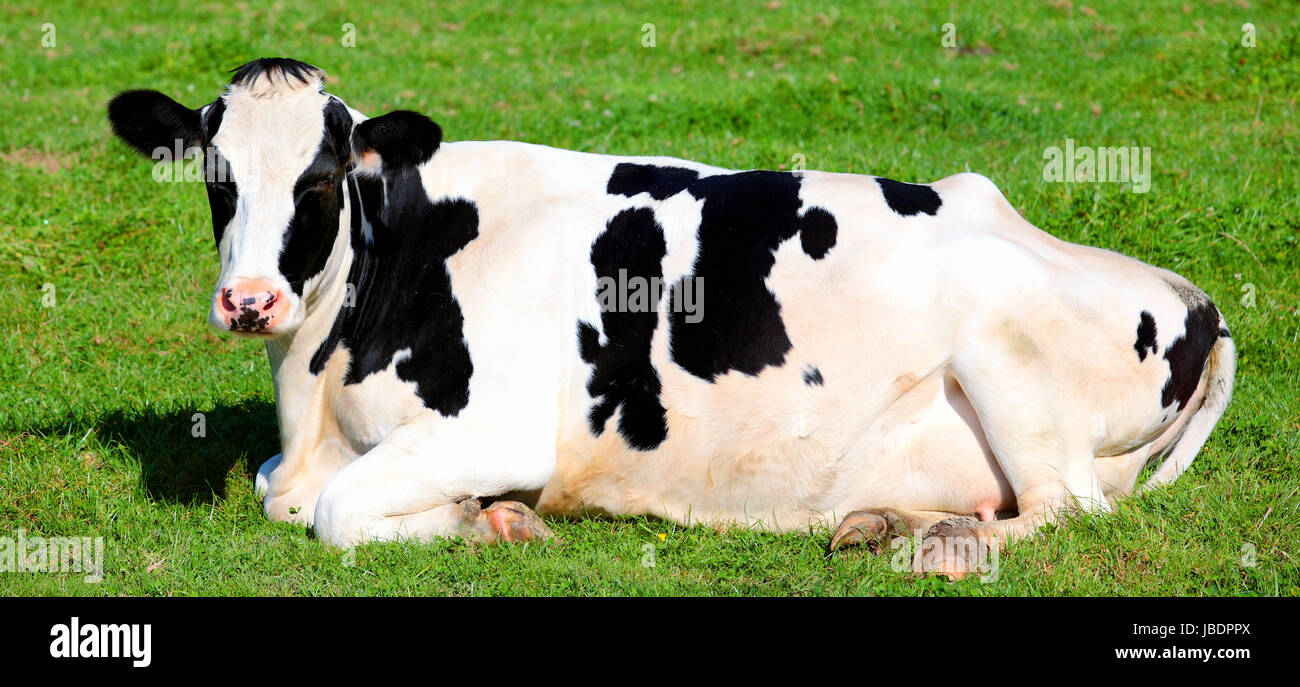 Bianco e nero mucca sdraiati sull'erba verde, vista orizzontale Foto Stock
