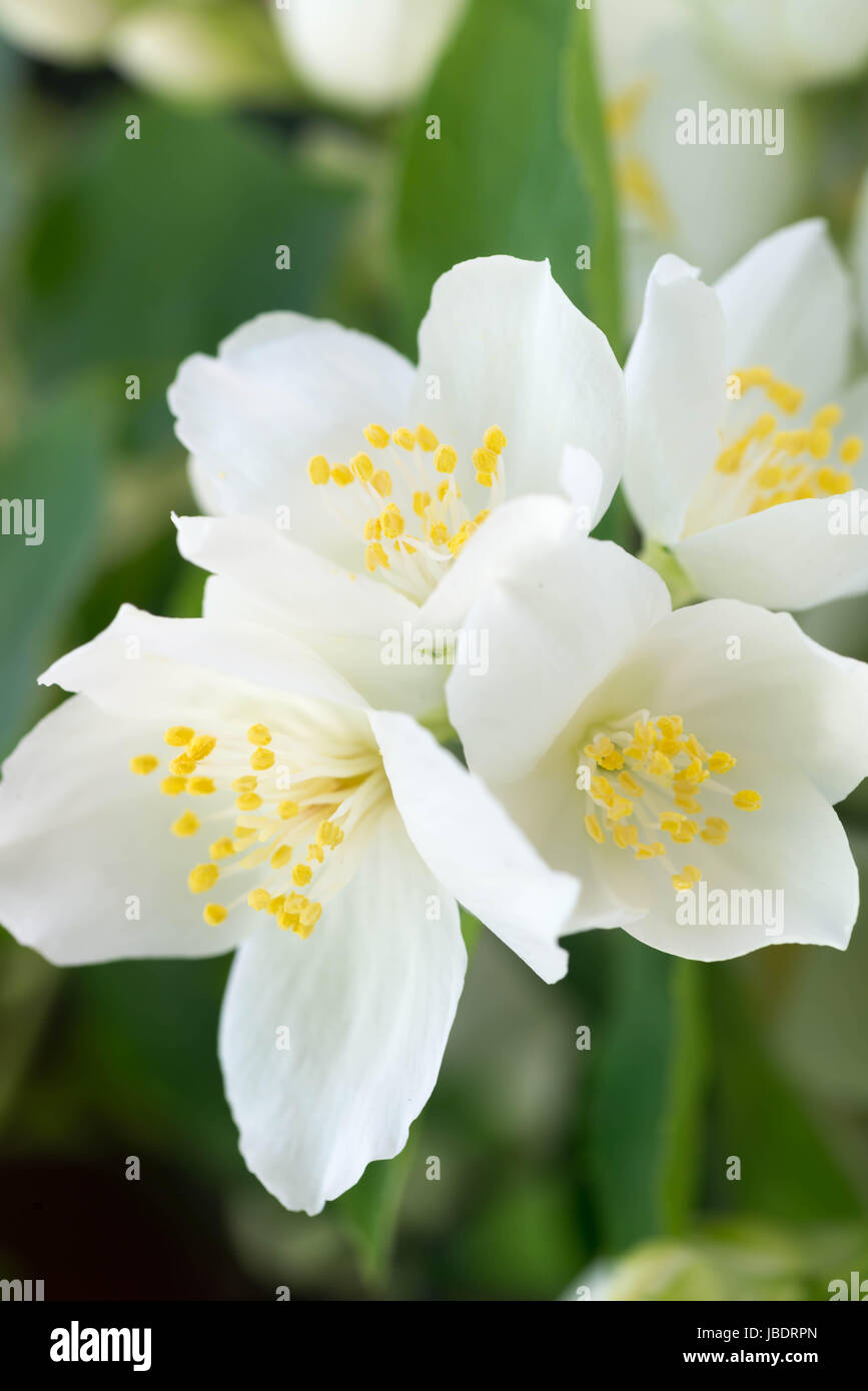 Primo piano a bianco fiori di gelsomino Foto Stock