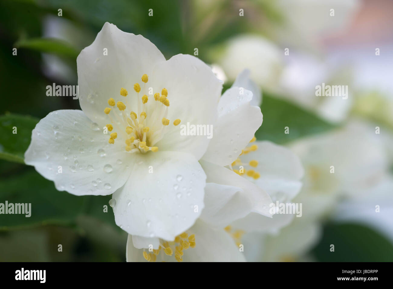 Primo piano a bianco fiori di gelsomino Foto Stock