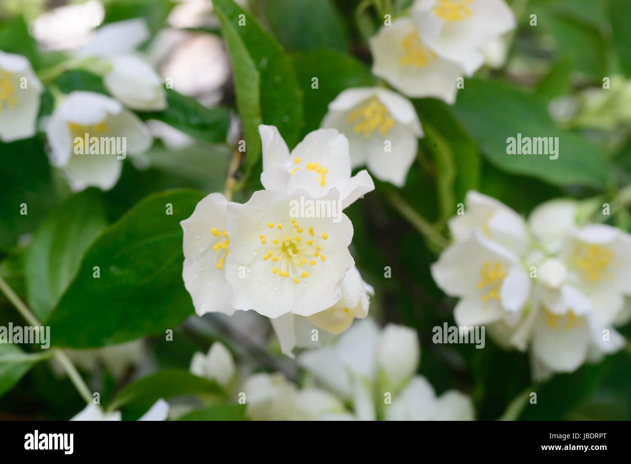 Primo piano a bianco fiori di gelsomino Foto Stock