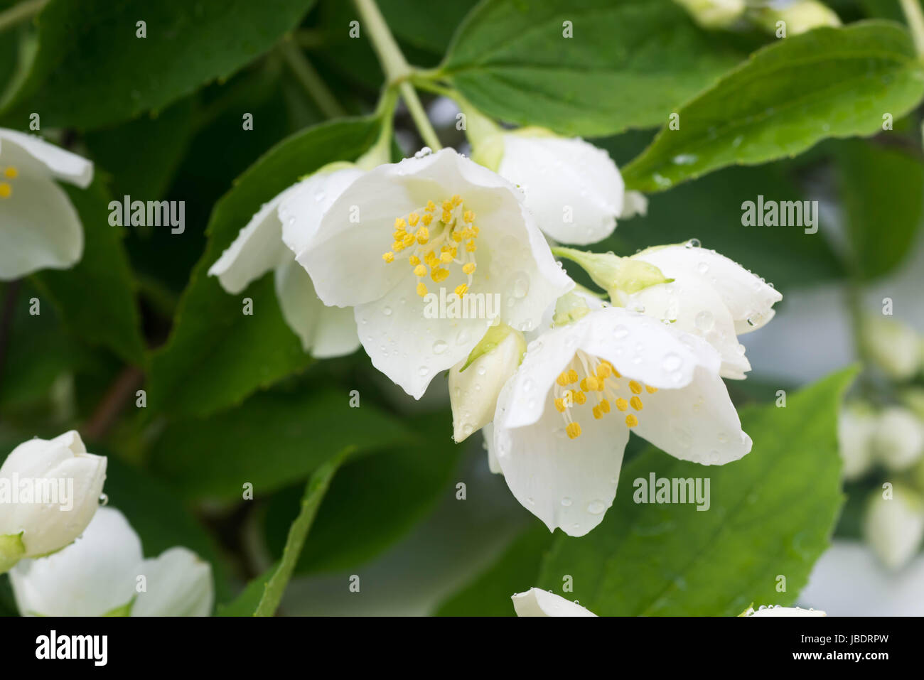 Primo piano a bianco fiori di gelsomino Foto Stock