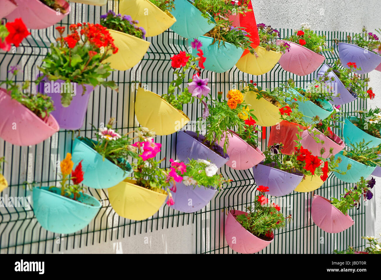 Decorativo pianta flowering display. Foto Stock