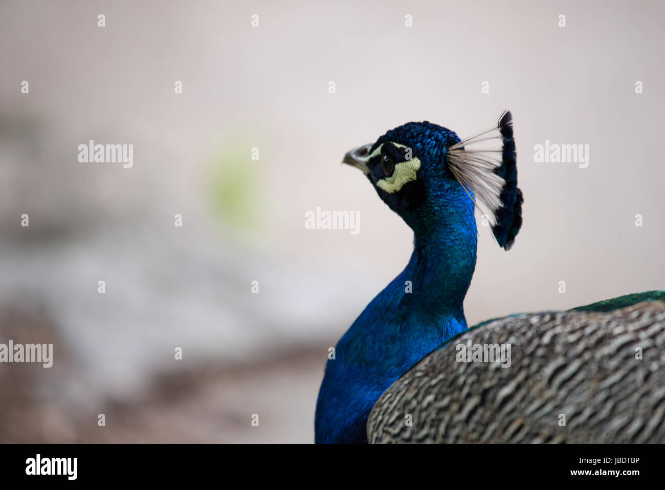 Peafowl Pavo cristatus Peacock presso lo Zoo di Philadelphia Foto Stock