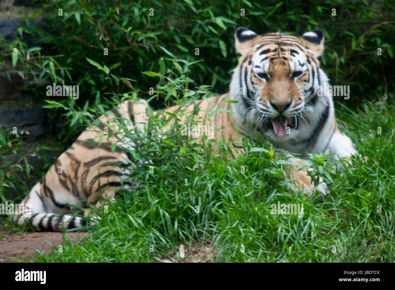 Tigre del Bengala Panthera tigris tigris presso lo Zoo di Philadelphia Foto Stock