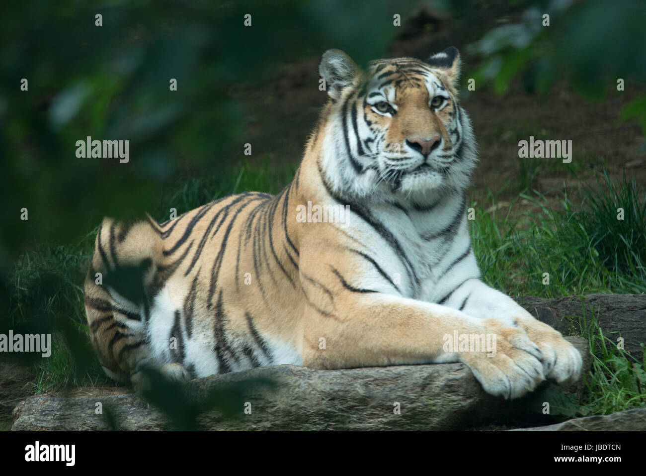 Tigre del Bengala Panthera tigris tigris presso lo Zoo di Philadelphia Foto Stock