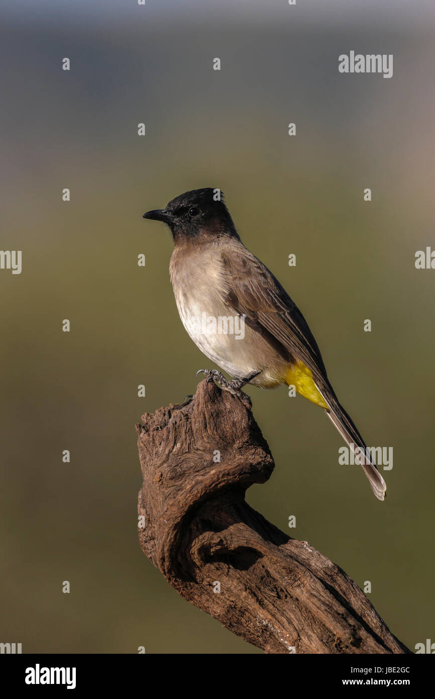 Dark-capped (nero-eyed bulbul) (Pycnonotus tricolore), Zimanga riserva privata, KwaZulu-Natal, Sud Africa, aprile 2017 Foto Stock