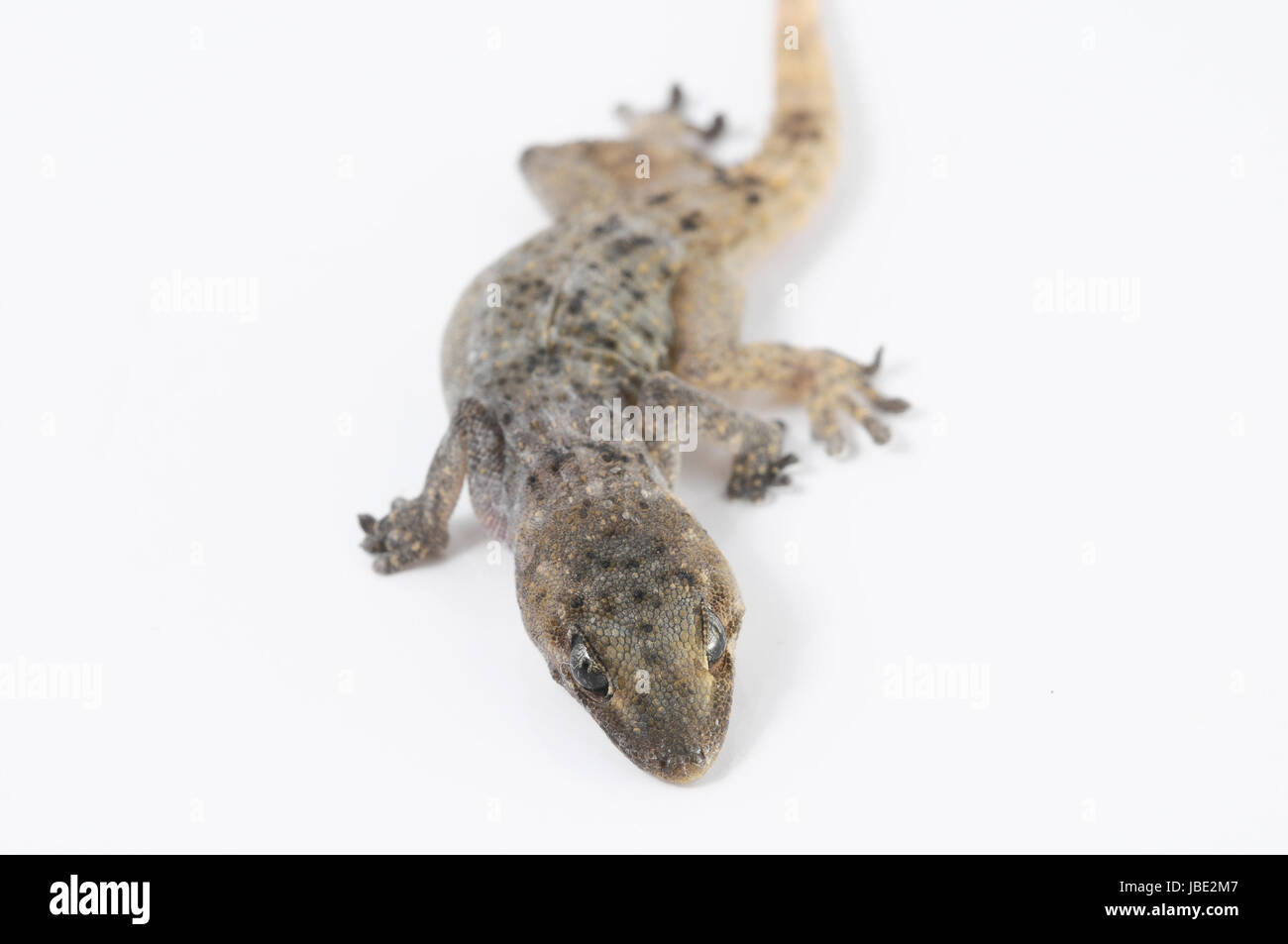 8bf9fcbb-7ECD-4f51-81cf-a3afd4a7f6e4 Foto Stock