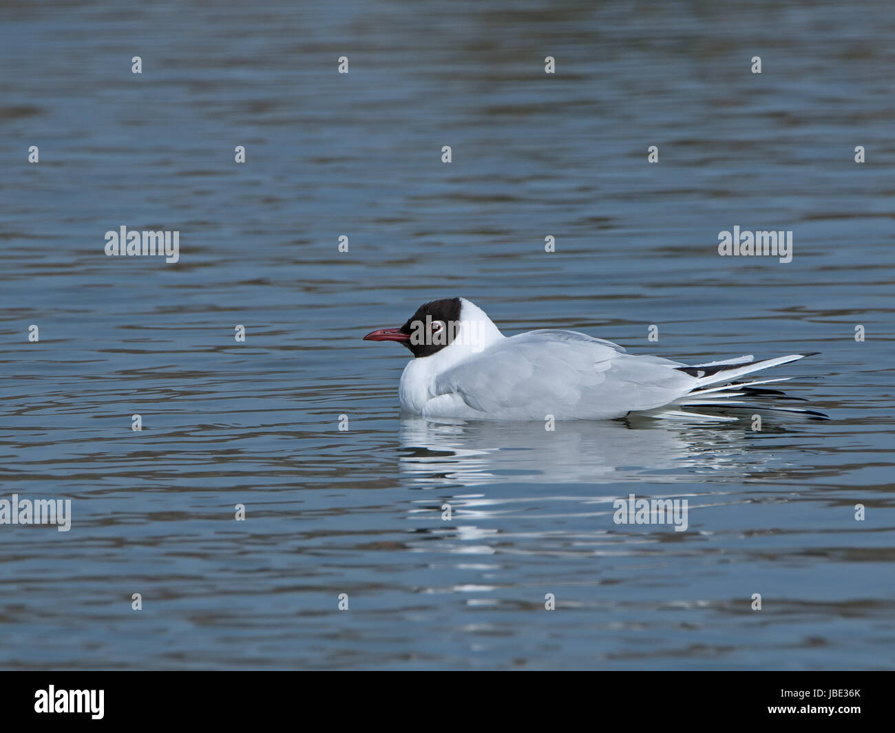 A testa nera gabbiano in allevamento piumaggio, con il marrone scuro testa. Foto Stock