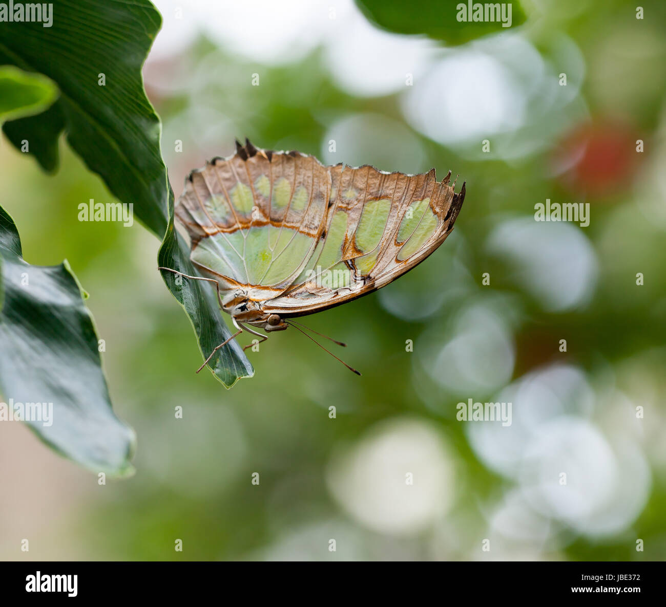 Malachite Butterfly mostra underwing modellato Foto Stock