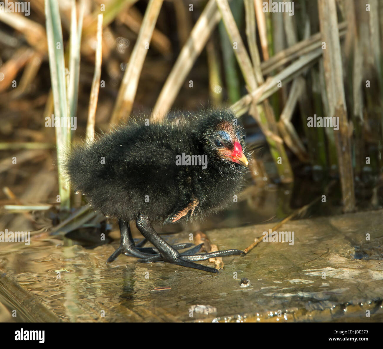 Appena tratteggiato Moorhen comune chick in sole primaverile. Foto Stock