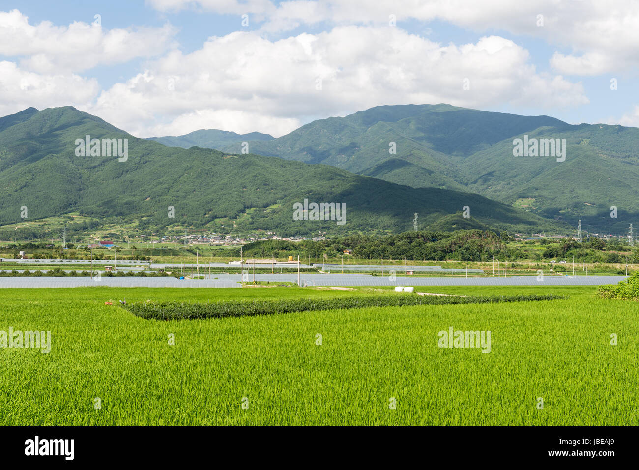 Verde paesaggio in Corea del Sud con i campi di riso e montagne Foto Stock