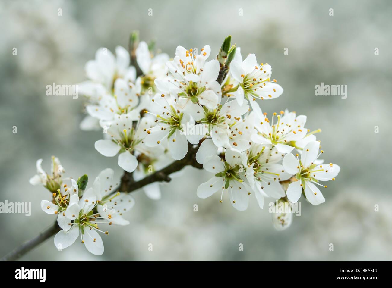 Heilpflanze heilpflanze Foto Stock