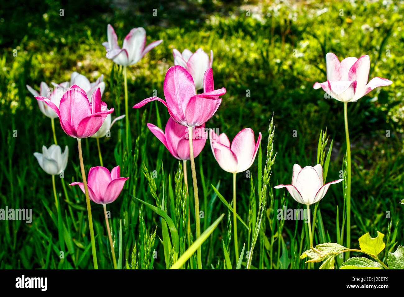 Tulipani - fiori in un giardino Foto Stock