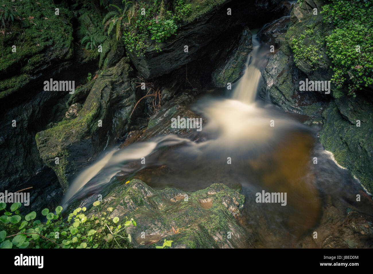 Di Puck Glen, Argyll Forest Park, da Dunoon. Una magica gorge con cascate sotto un baldacchino di Douglas Firs. Incantevole ed etereo. Foto Stock