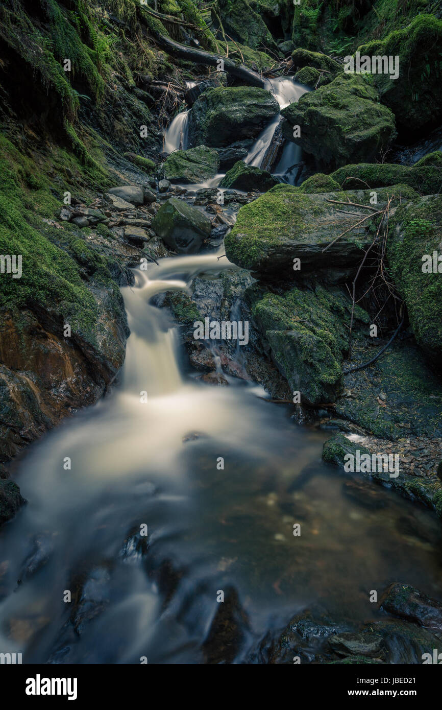 Di Puck Glen, Argyll Forest Park, da Dunoon. Una magica gorge con cascate sotto un baldacchino di Douglas Firs. Incantevole ed etereo. Foto Stock