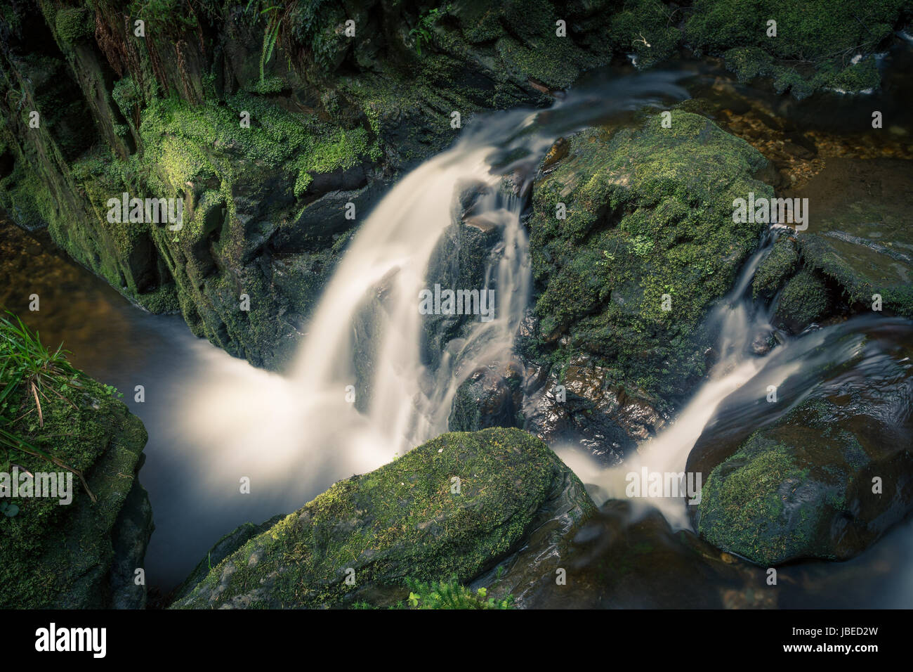 Di Puck Glen, Argyll Forest Park, da Dunoon. Una magica gorge con cascate sotto un baldacchino di Douglas Firs. Incantevole ed etereo. Foto Stock
