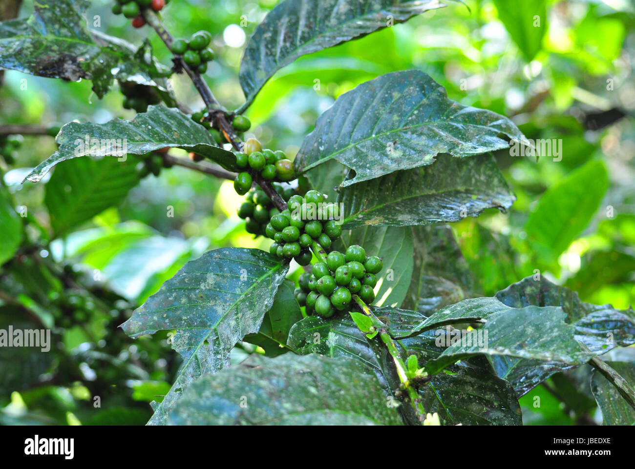 La pianta del caffè e i chicchi di caffè nel selvaggio Foto Stock