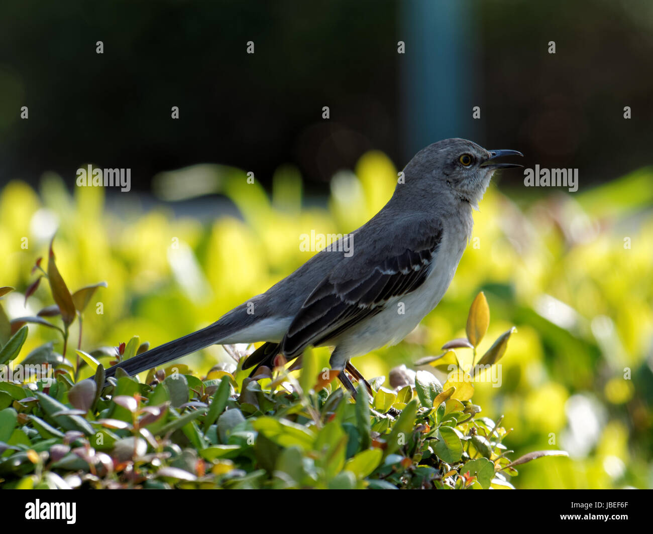 Northern Mockingbird cantando su una siepe Foto Stock