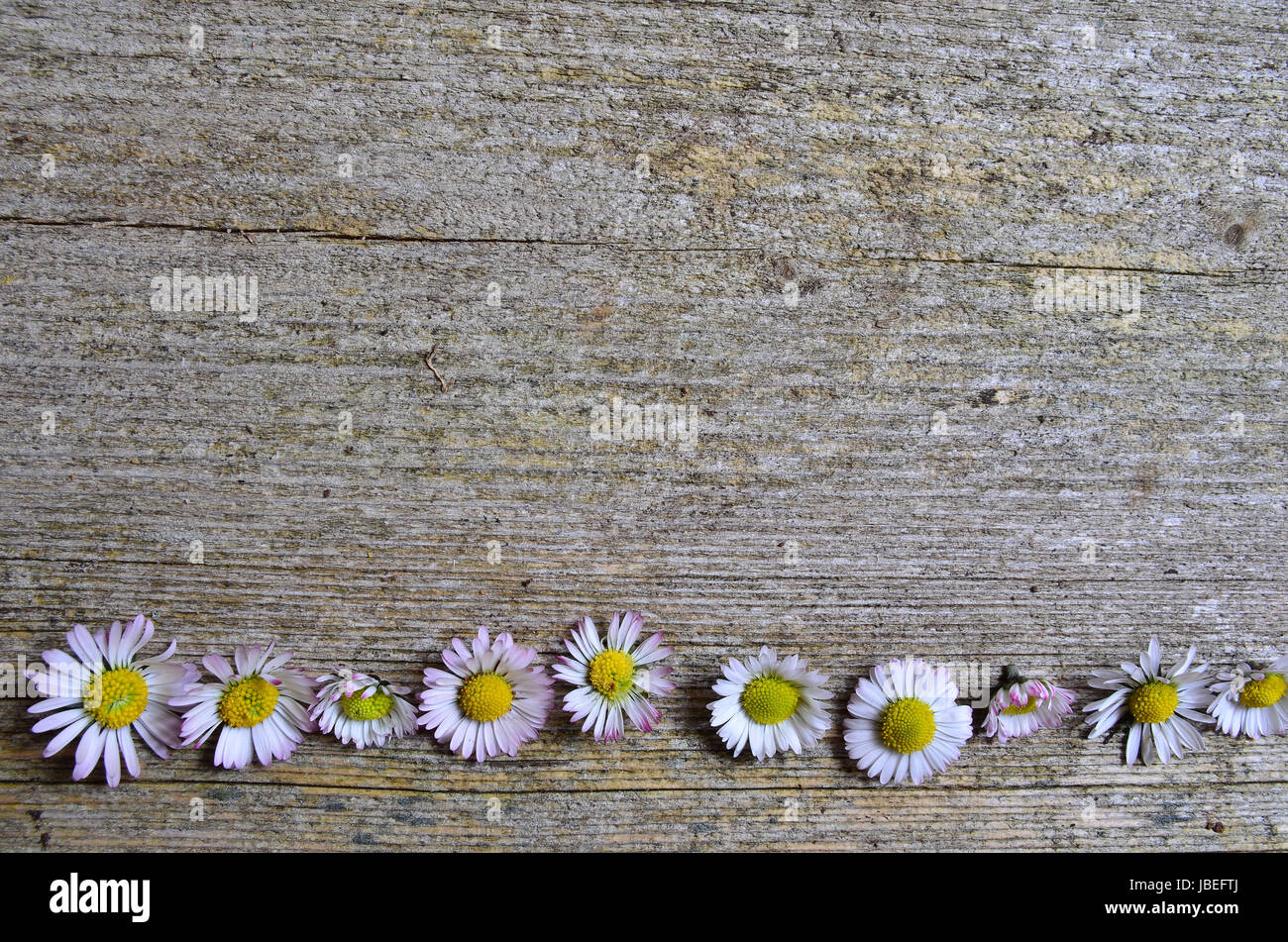 Gänseblümchen Holzhintergrund Foto Stock