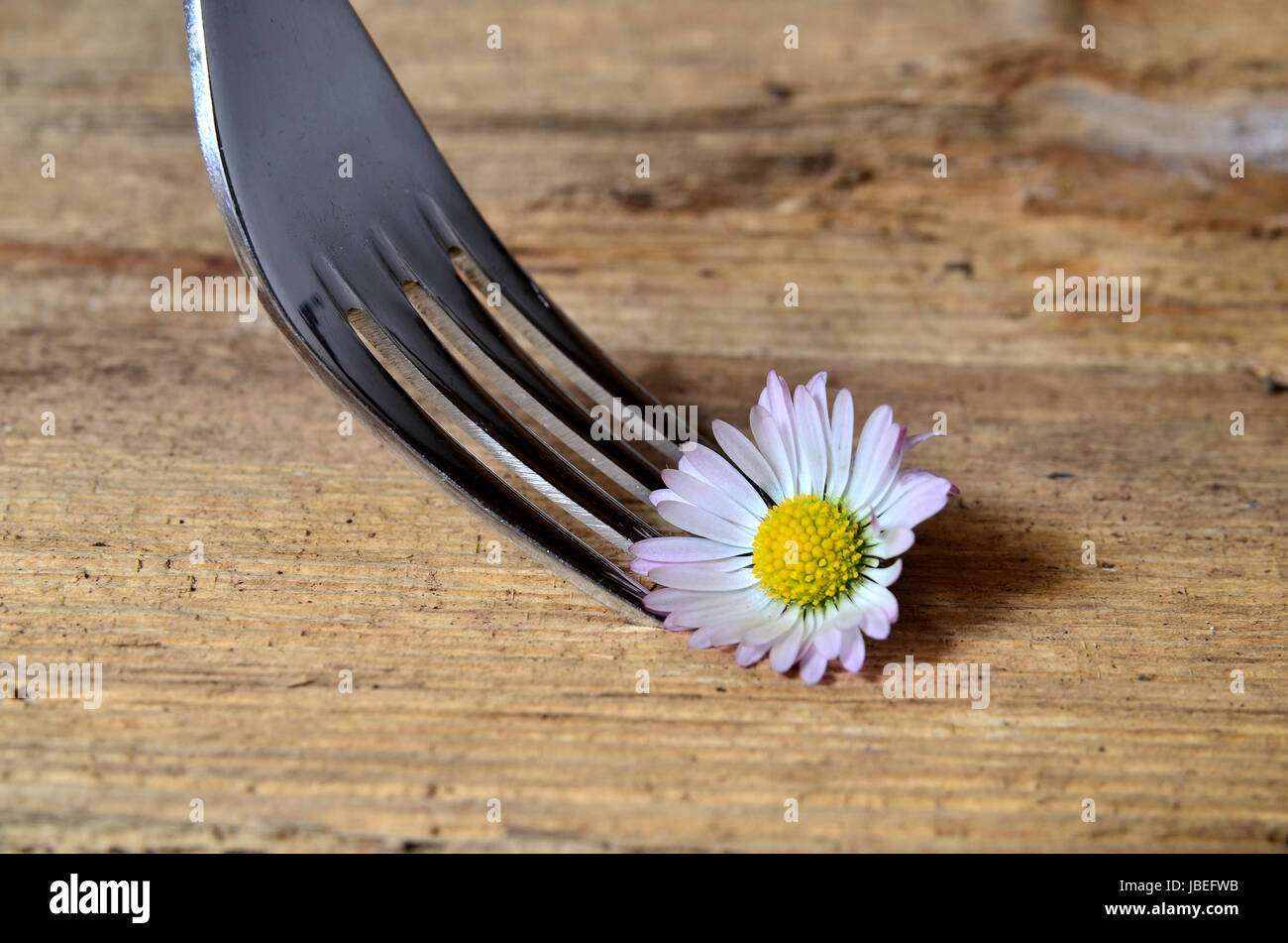 Gänseblümchen auf einer Gabel auf Holzhintergrund Foto Stock