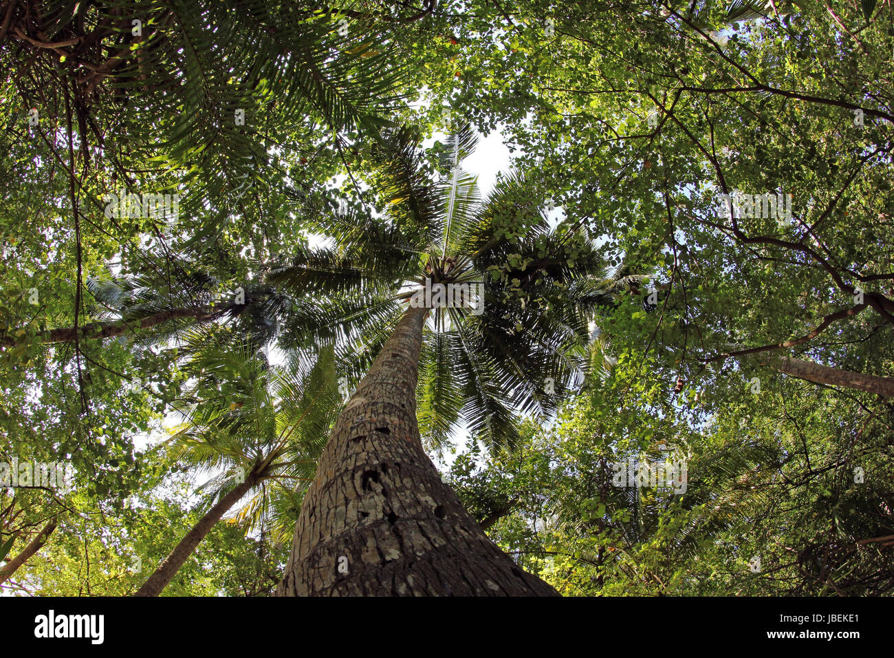 I grandi alberi di noce di cocco Foto Stock