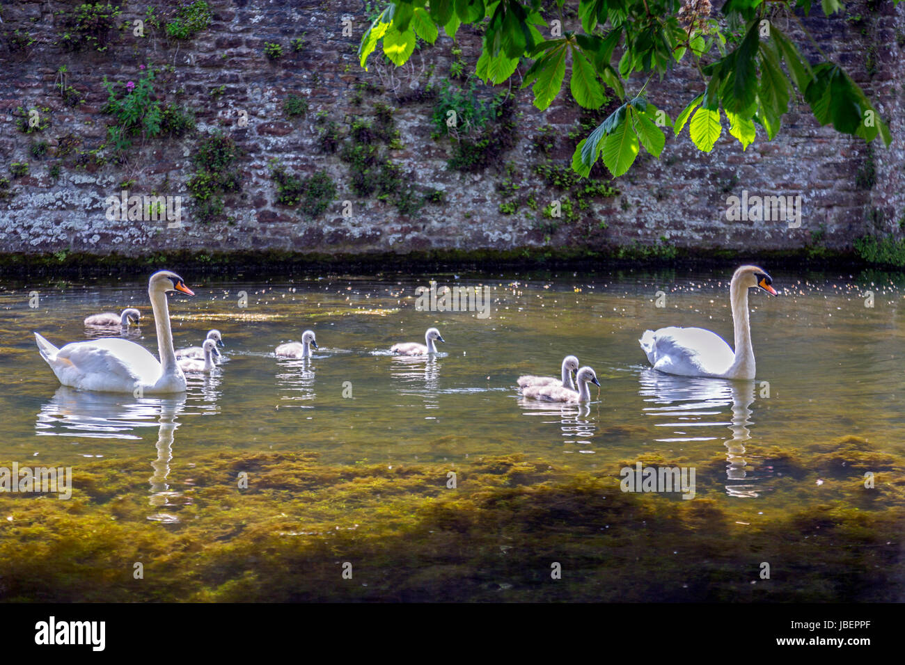 Una coppia di cigni e loro cygnets sul Palazzo del Vescovo fossato in pozzetti, Somerset, Inghilterra, Regno Unito Foto Stock