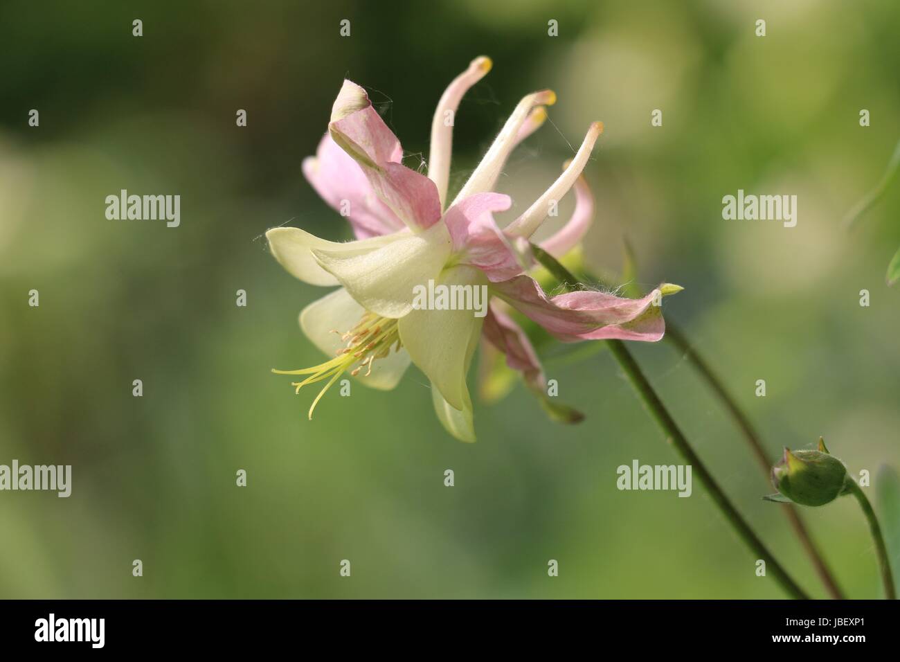 Aquilegia rosa fiore, aquilegia alpina o Grannys cofano mostra rosa spronato sepali e petali di crema, vista laterale su un naturale sfondo verde. Foto Stock