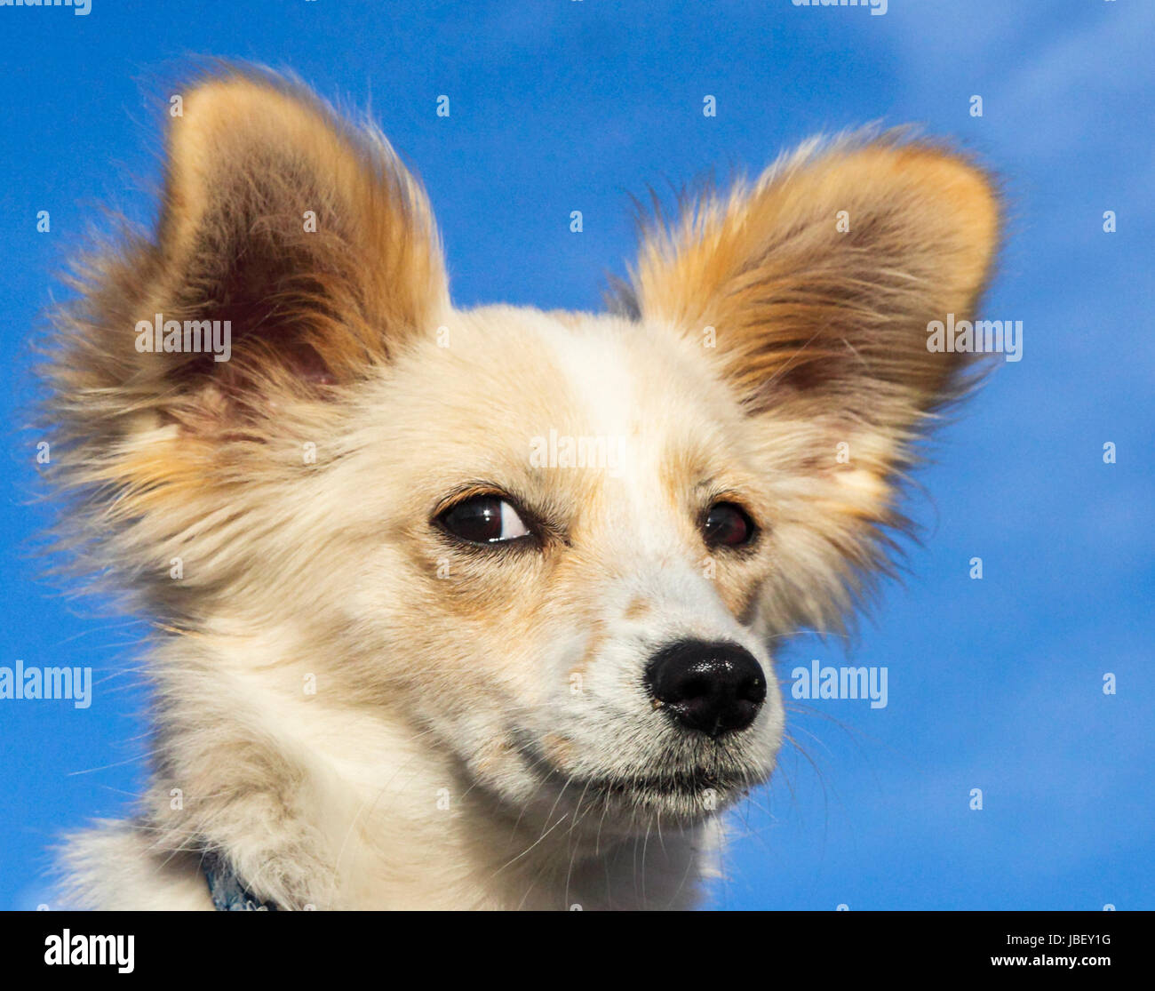 Cucciolo nel nuovo ambiente con sguardo accigliato Foto Stock