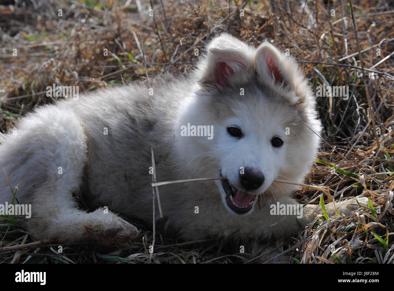 Un cucciolo di masticare su un bastone Foto Stock