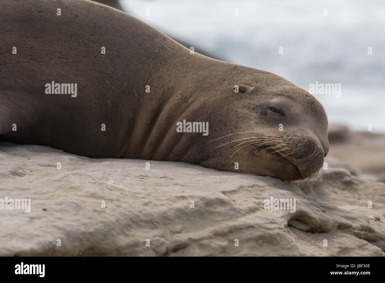 Groggy Sea Lion apre occhio nel centro del pisolino pomeridiano Foto Stock