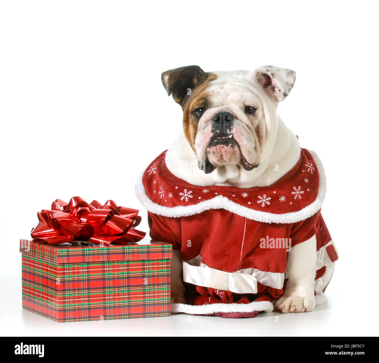 English bulldog dressed immagini e fotografie stock ad alta risoluzione -  Alamy