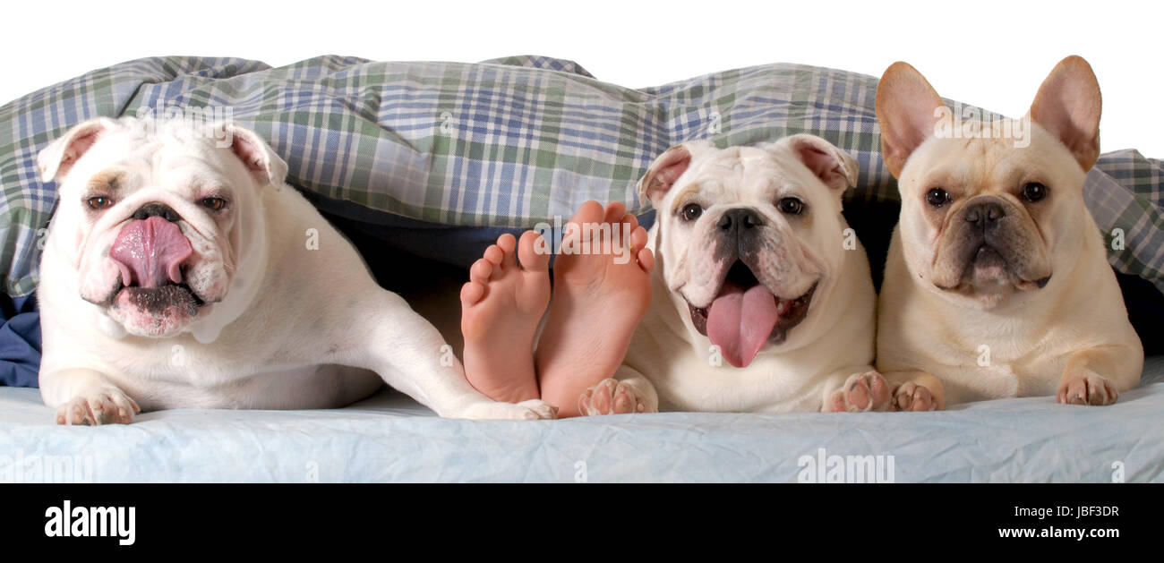 I cani nel letto - tre cani nel letto con i proprietari dei piedi che mostra isolato su bianco Foto Stock