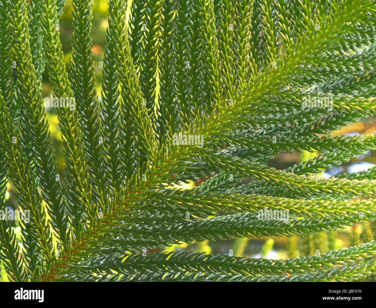 La vibrante foglie verdi di Cook Pino nel pomeriggio la luce solare, Chiusi per Background e texture Foto Stock