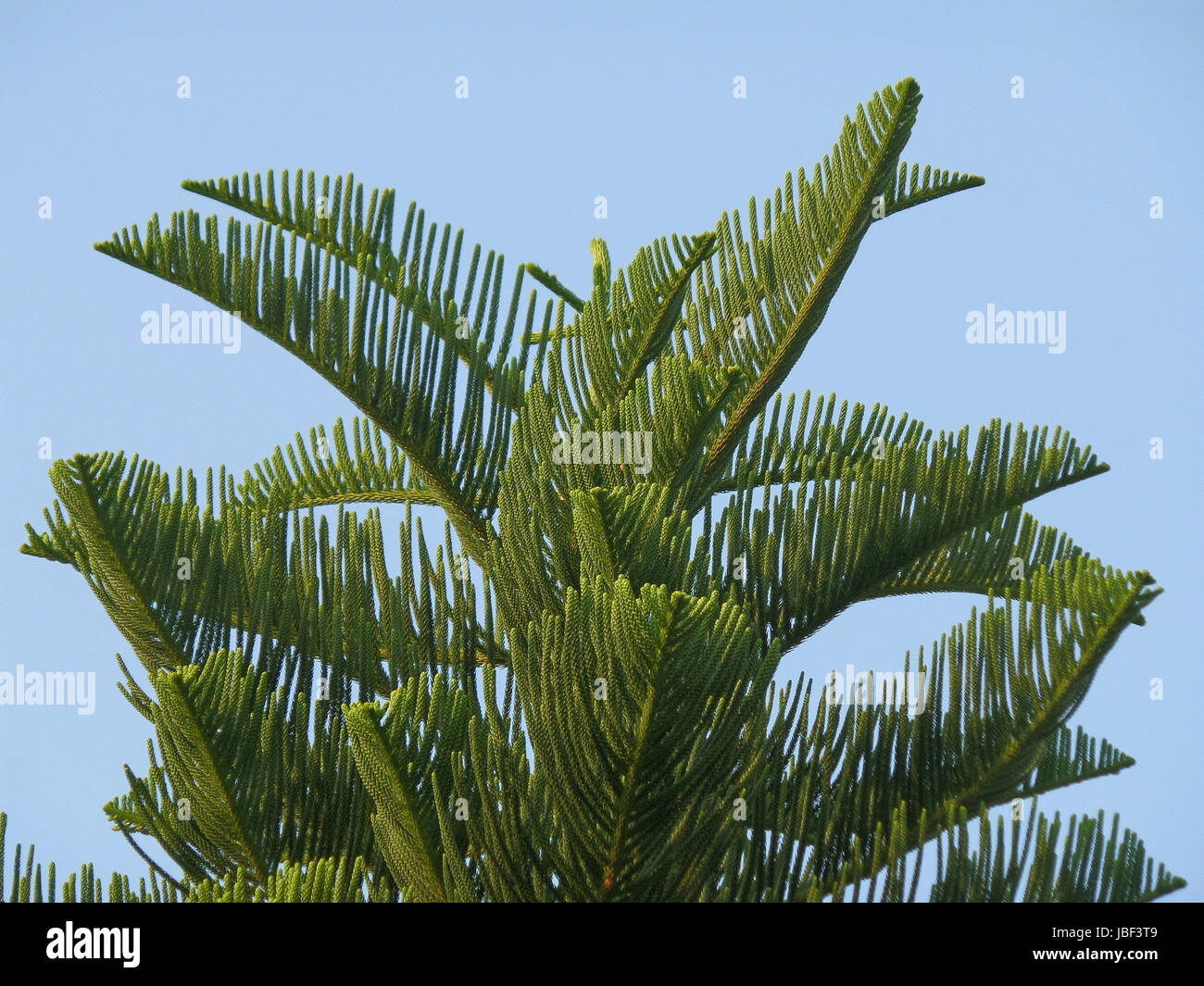 Nuova Caledonia pino o cuocere Pino contro Vibrant Blue Sky, Thailandia Foto Stock