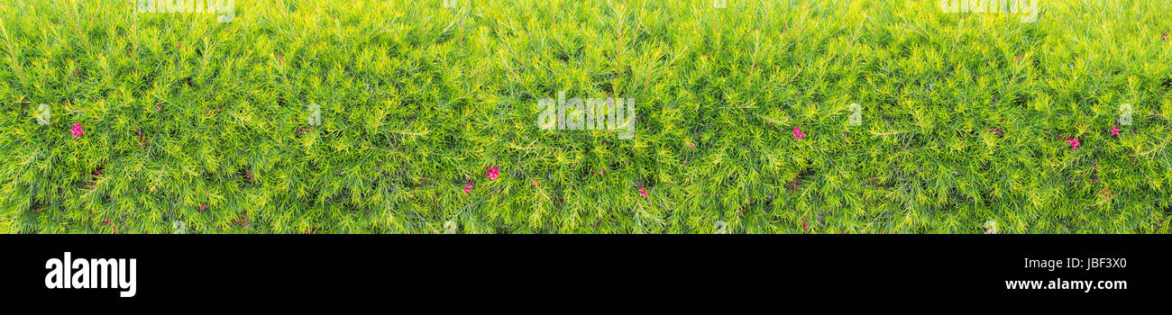 Rosa bush grevillea hedge panoramica sfondo orizzontale Foto Stock