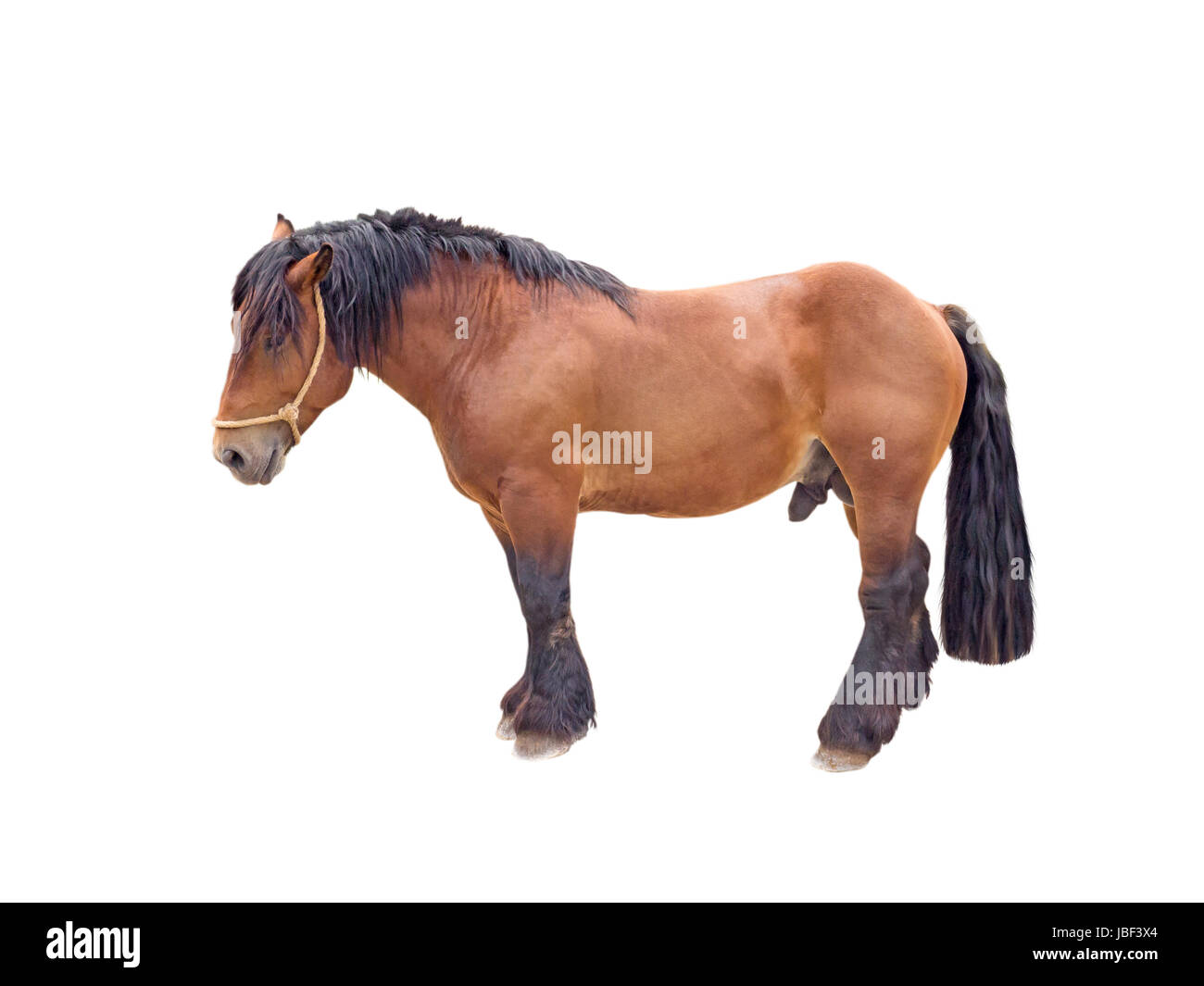 Progetto di stallone marrone cavallo isolato su bianco Foto Stock