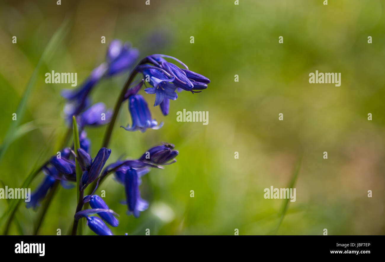 Inglese Bluebells. Foto Stock