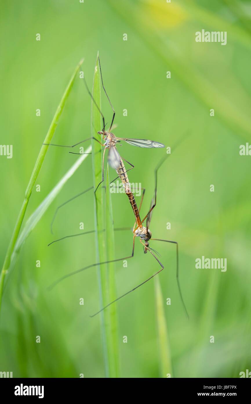 Zanzare durante l'accoppiamento / moscerini mentre l'accoppiamento Foto Stock