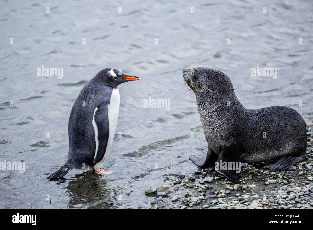 Pinguino Gentoo e pelliccia sigillo standoff a Stromness, Isola Georgia del Sud Foto Stock